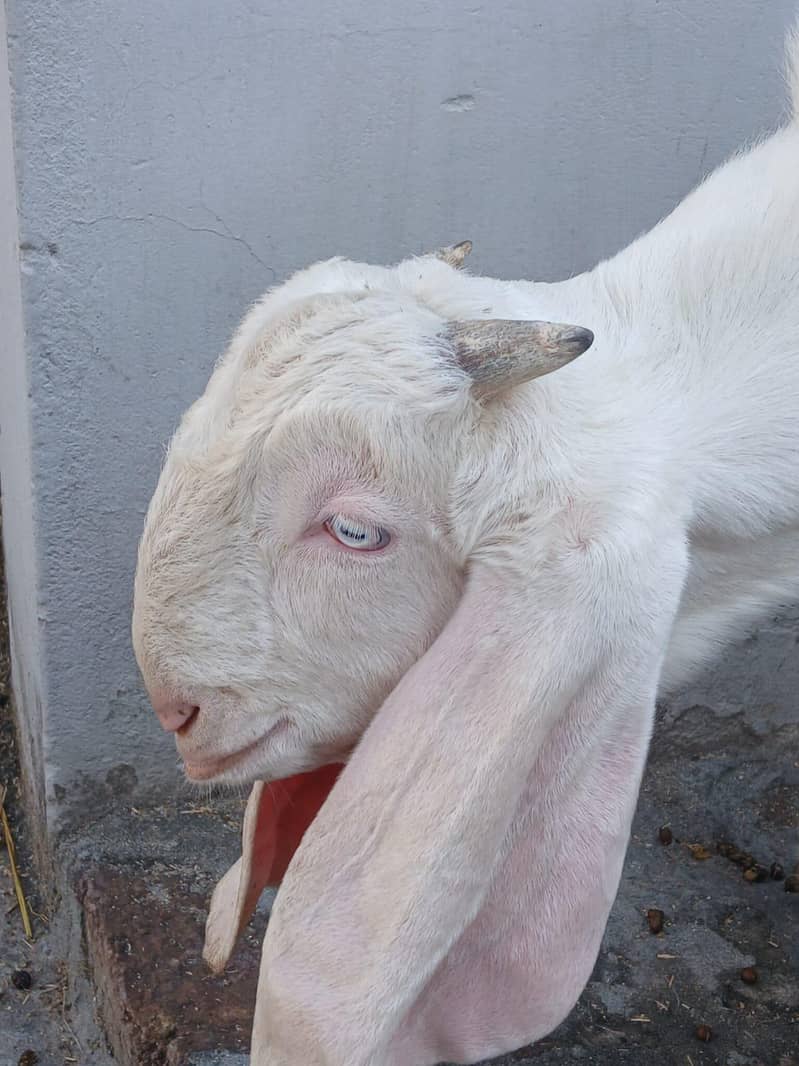 بریڈر(کھیرا) بکرا 4