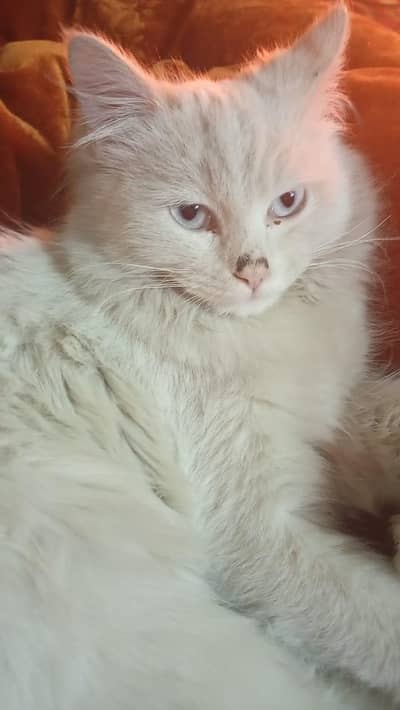 Persian cat