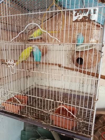 All Healthy and active