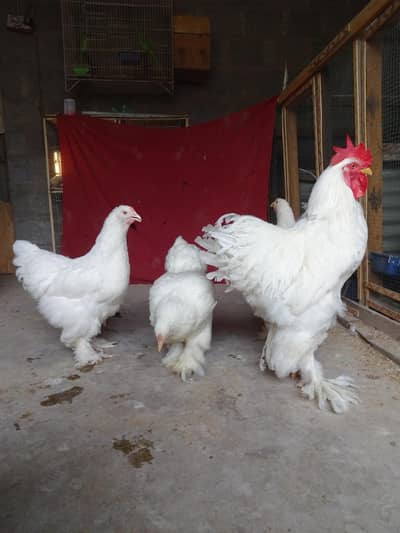 White Heavy Buff Sets