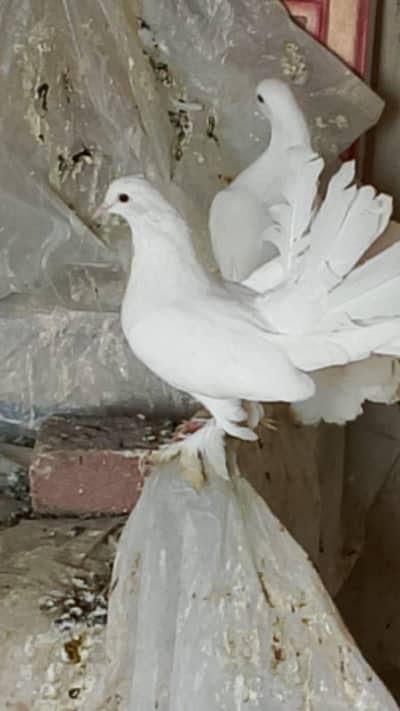 mix lakay pegeon for sale hain