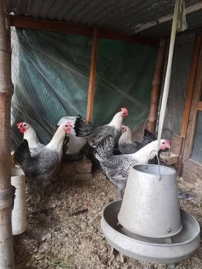 Egyptian Fyoumi Hens | Egg laying Misri Hens