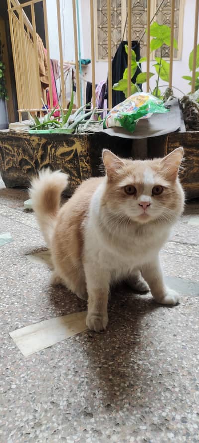 Beautiful triple coat Persian