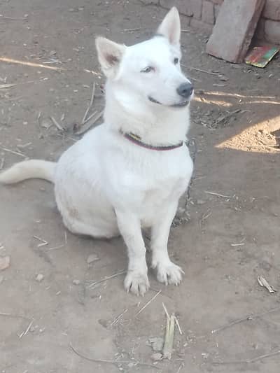 Russian husky dog 35 k