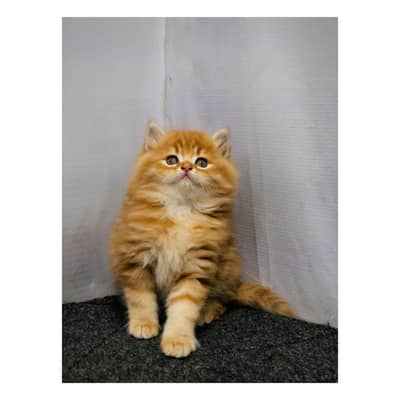 cash on delivery parshion punch face triple cote kitten cat male feaml