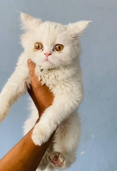 punch face healthy kitten