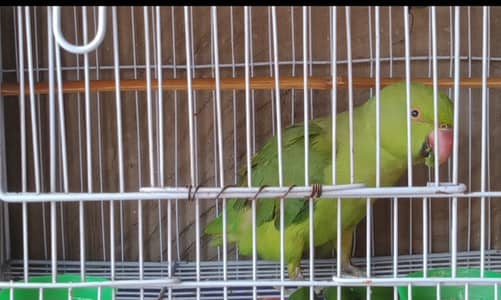 Little Parrott - For House