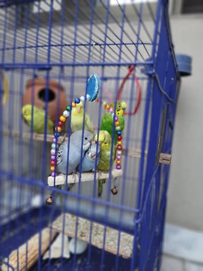 Australian parrots for sale | Healthy and active | confirm breader