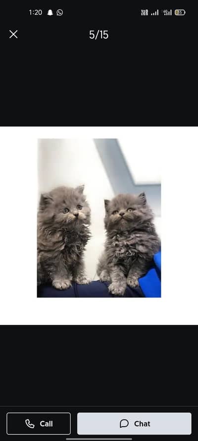 cash on delivery parshion punch face triple cote kitten cat male feaml