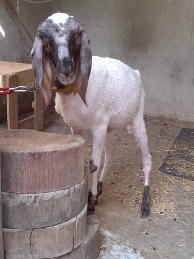 larkana 4mahine ka wtsb nmR 03181237677