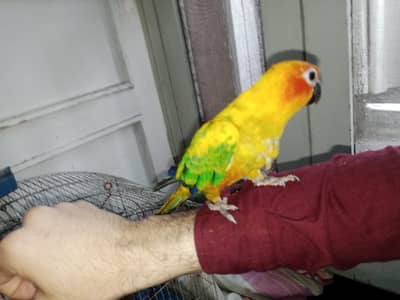 Raw chick and son conure for sale. .