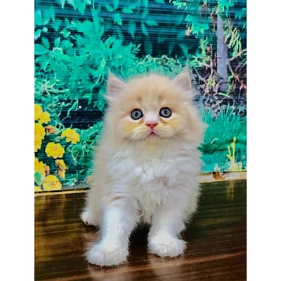 parshion punch face triple cote kitten cat male feaml