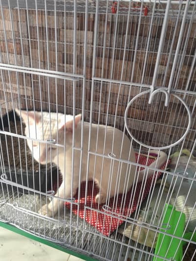 Persian cat . only 5 moth  beautiful white cat with blue eyes