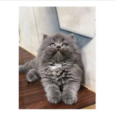 cash on delivery parshion punch face triple cote kitten cat male feaml