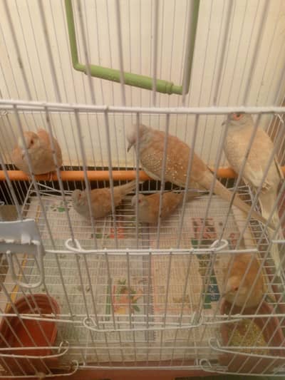 dove red eye 3 pair for sell