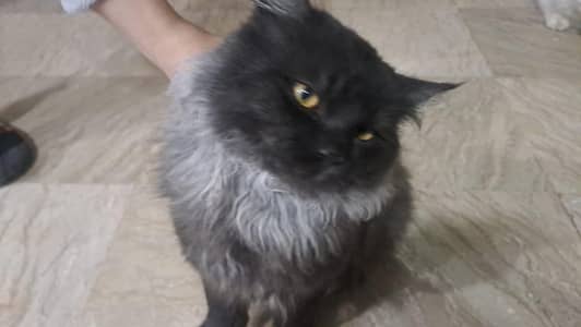 Persian cat for sale