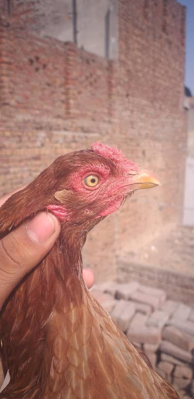 ŕeza aseelyygyff ninlogbibuhhyuuuuuuuuh7hhyjwjsnsisns