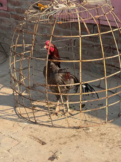 MashAllah 2,murgy  Heera or ya black for sale