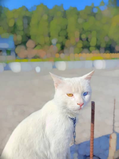 Beautiful White Cat (Blue & Yellow Eyes)