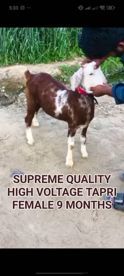 Age 9 MONTHS top Class TAPRI female Read Add
