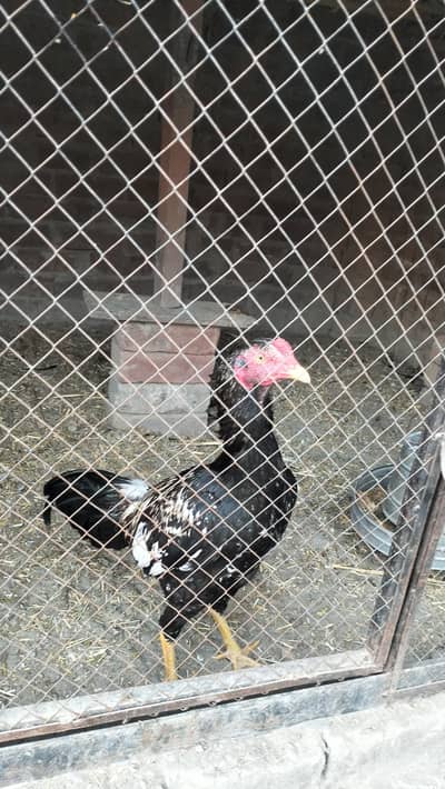 Aseel male age 7 month