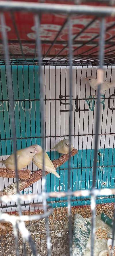 Yellow Back Gouldian Finches Chicks