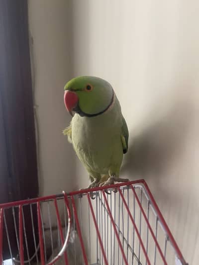 Green kashmiri Parrot