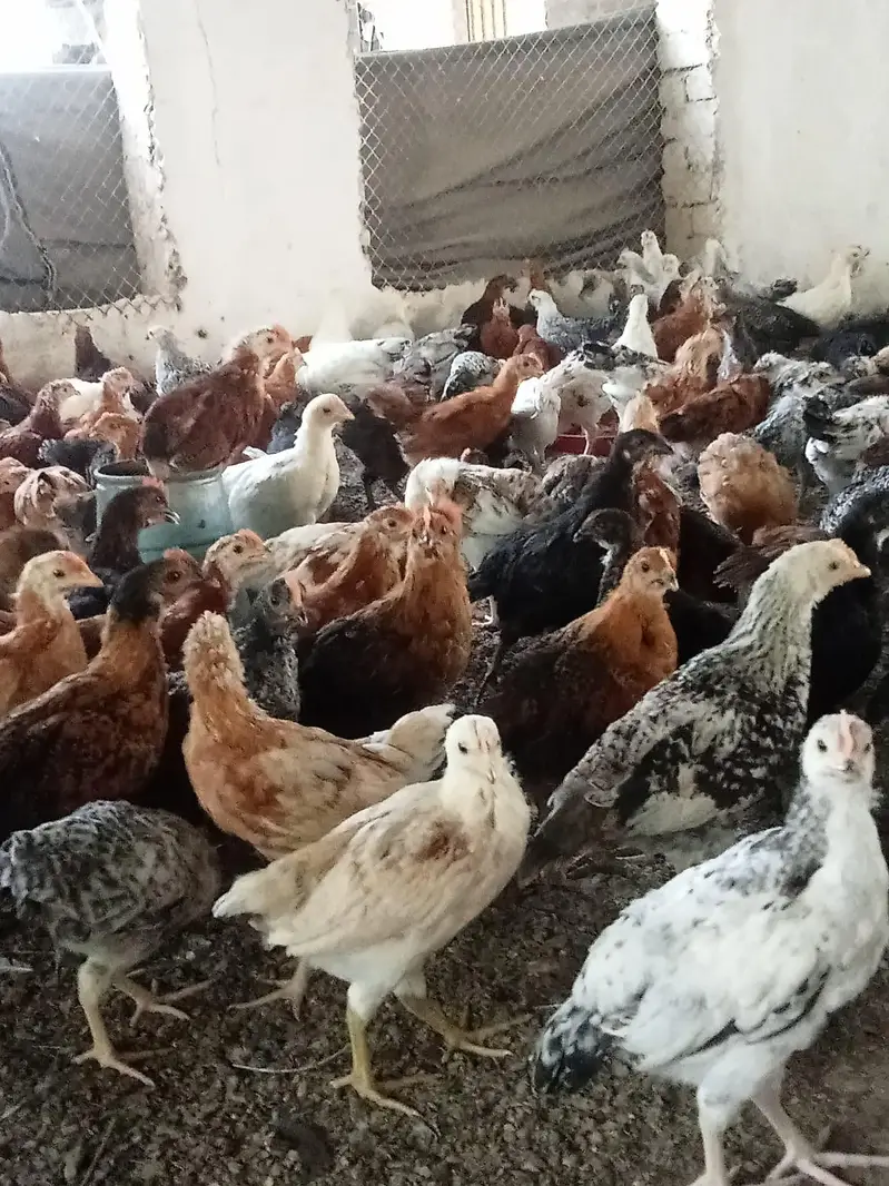 Desi hens for sale in Jhelum vicinited — photo 2