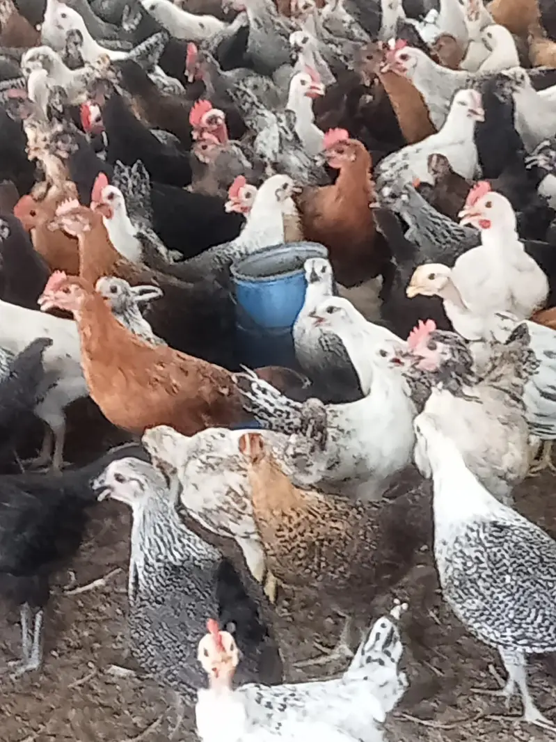 Desi hens for sale in Jhelum vicinited — photo 3