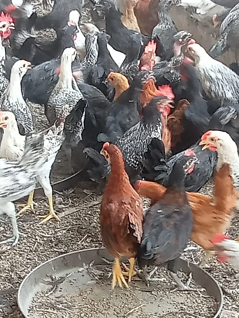 Desi hens for sale in Jhelum vicinited — photo 4