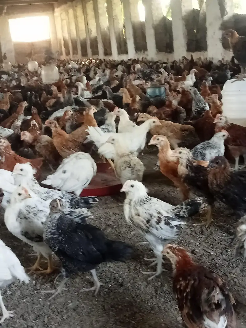 Desi hens for sale in Jhelum vicinited — photo 5