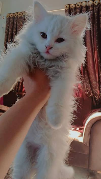persian white cat