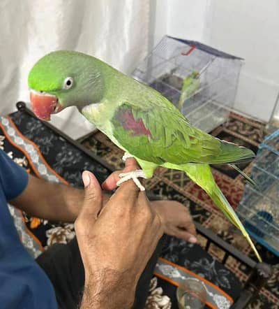 Kashmiri raw parrot voice train connect  WhatsApp 0329===6901=== 880