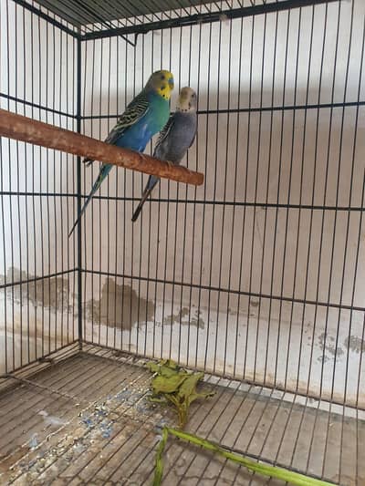 Budgie breeder pair