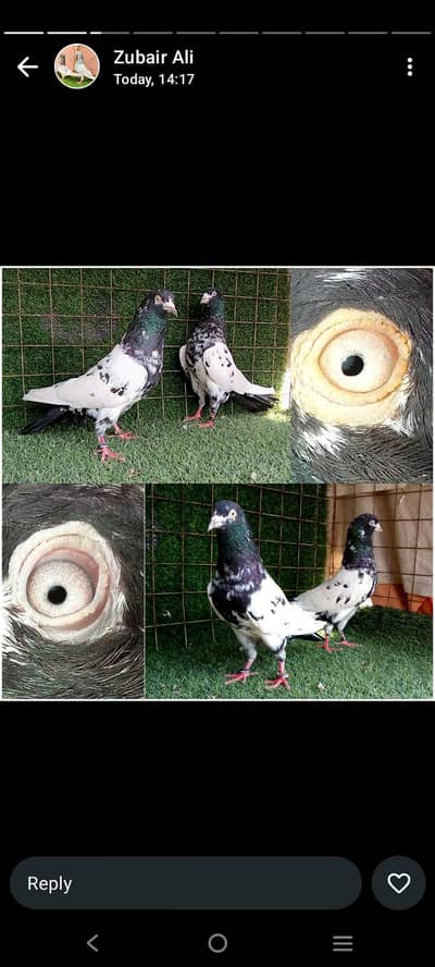 tedi/ indian lakhy ,/ ferozpuri. . . . joror wally pigeon. read full add