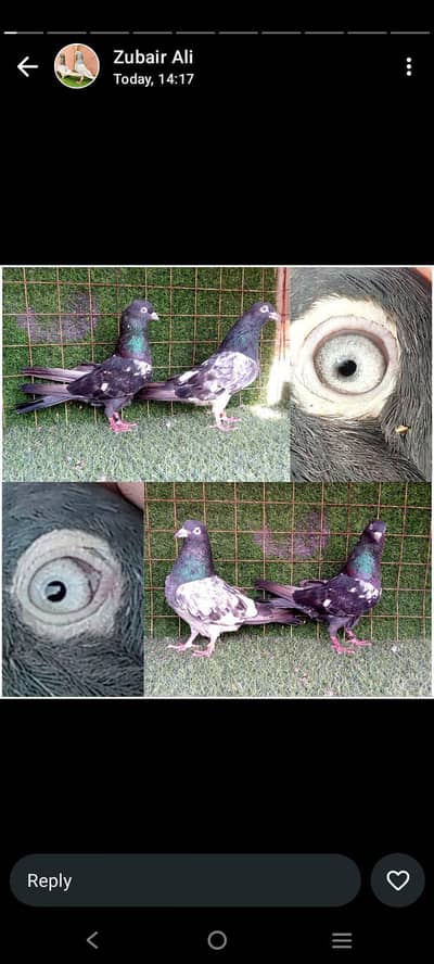 tedi/ indian lakhy ,/ ferozpuri. . . . joror wally pigeon. read full add