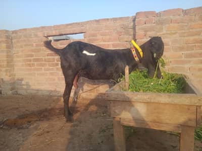 beetal path  03126031258