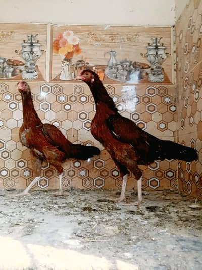 assel phata hens full active and healthy