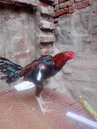 paso ki zarrorat ha is lia sale kar raha ho