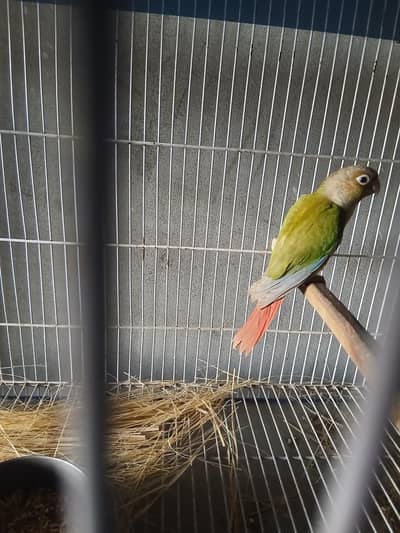 pineapple Conure