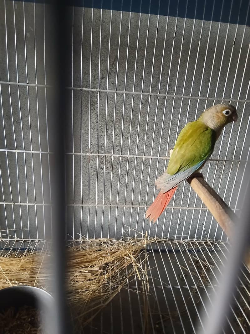pineapple Conure 0