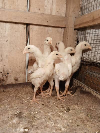 SHAMO | WHITE SHAMO | KING SHAMO CHICKS | JAPANESE SHAMO