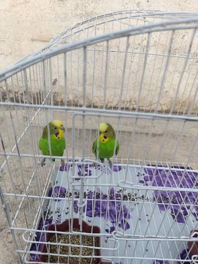 budgie pair with cage