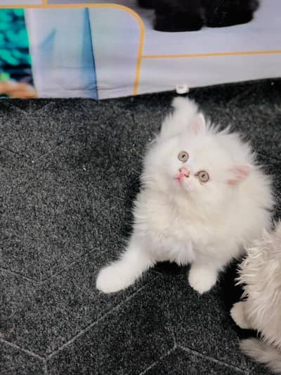cash on delivery Persian Cats & Kittens Available — Healthy & Playful