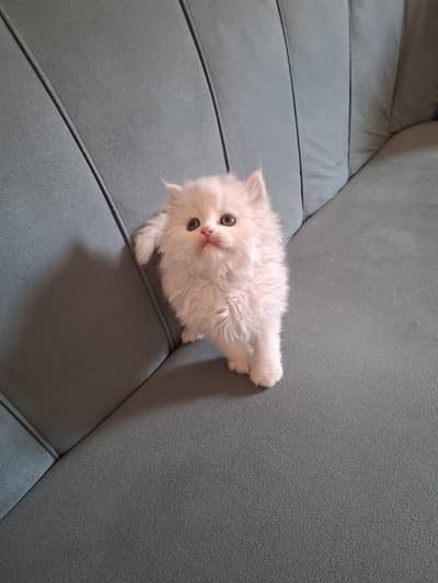 Persian kittens triple coated