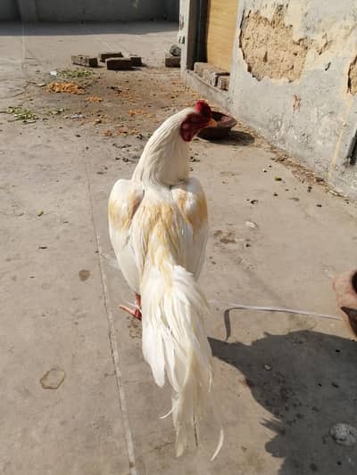 Mianwali Aseel White boska For Sale