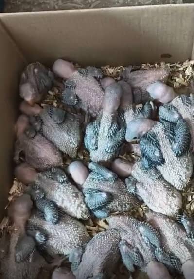 Kashmir raw chikes healthy and active piece