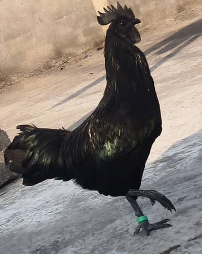 Ayam cemani