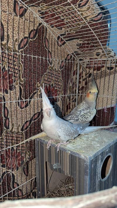 Cocktail parrot pair