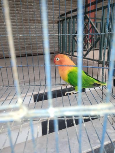 green opline female Love bird